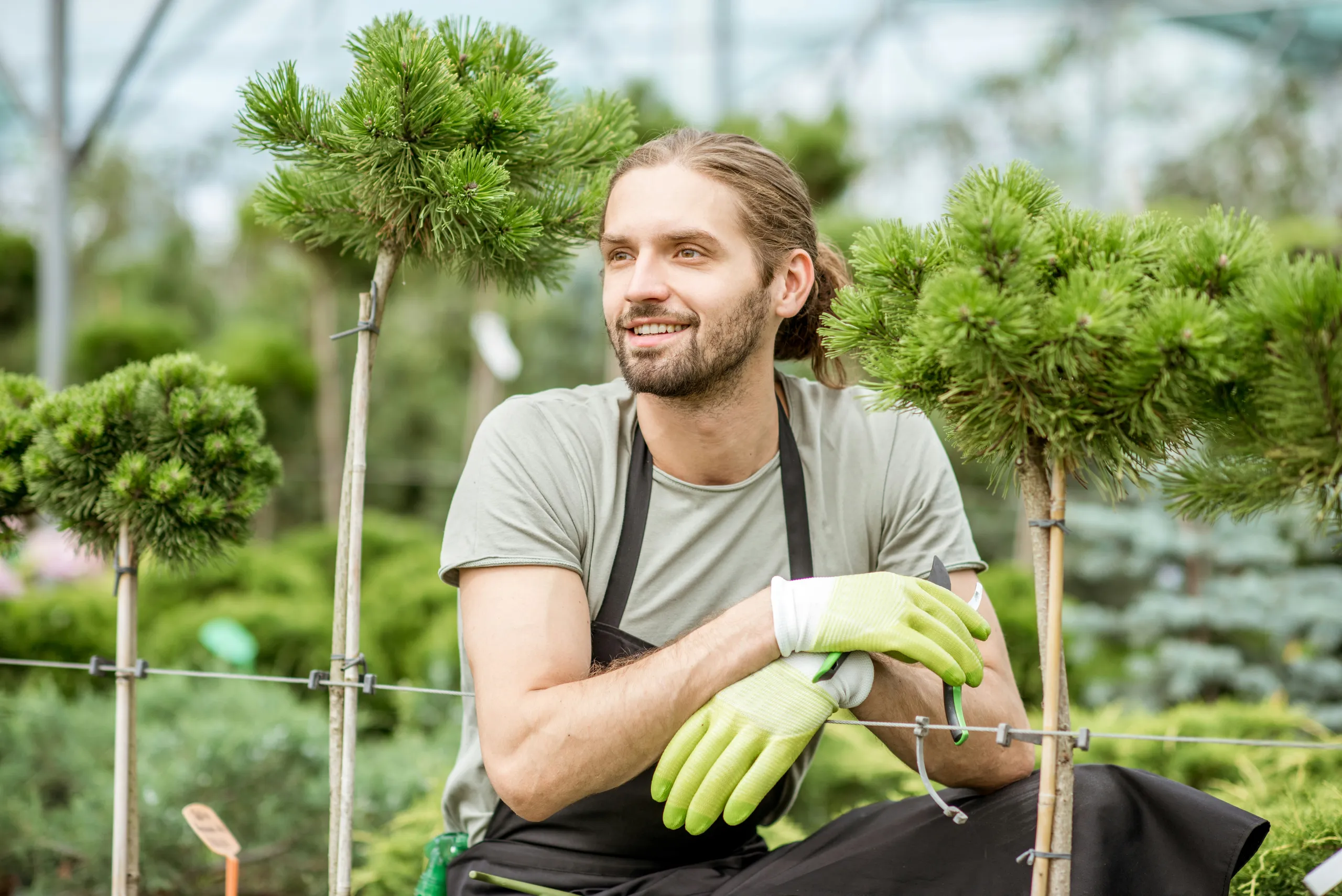 Jardinero entre árboles coníferos formados en la parcela del vivero