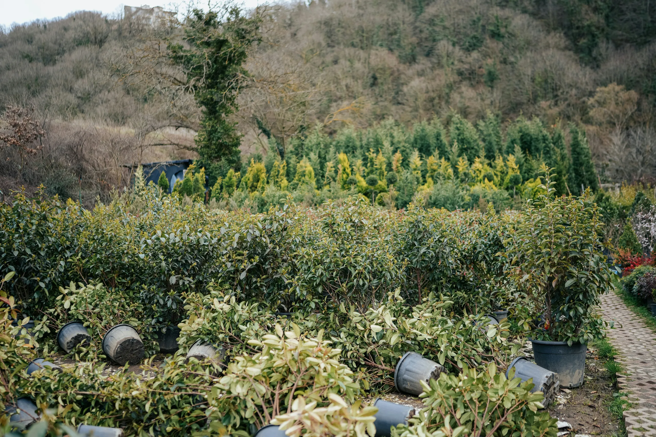 Plantones de árboles ornamentales en macetas en la parcela del vivero