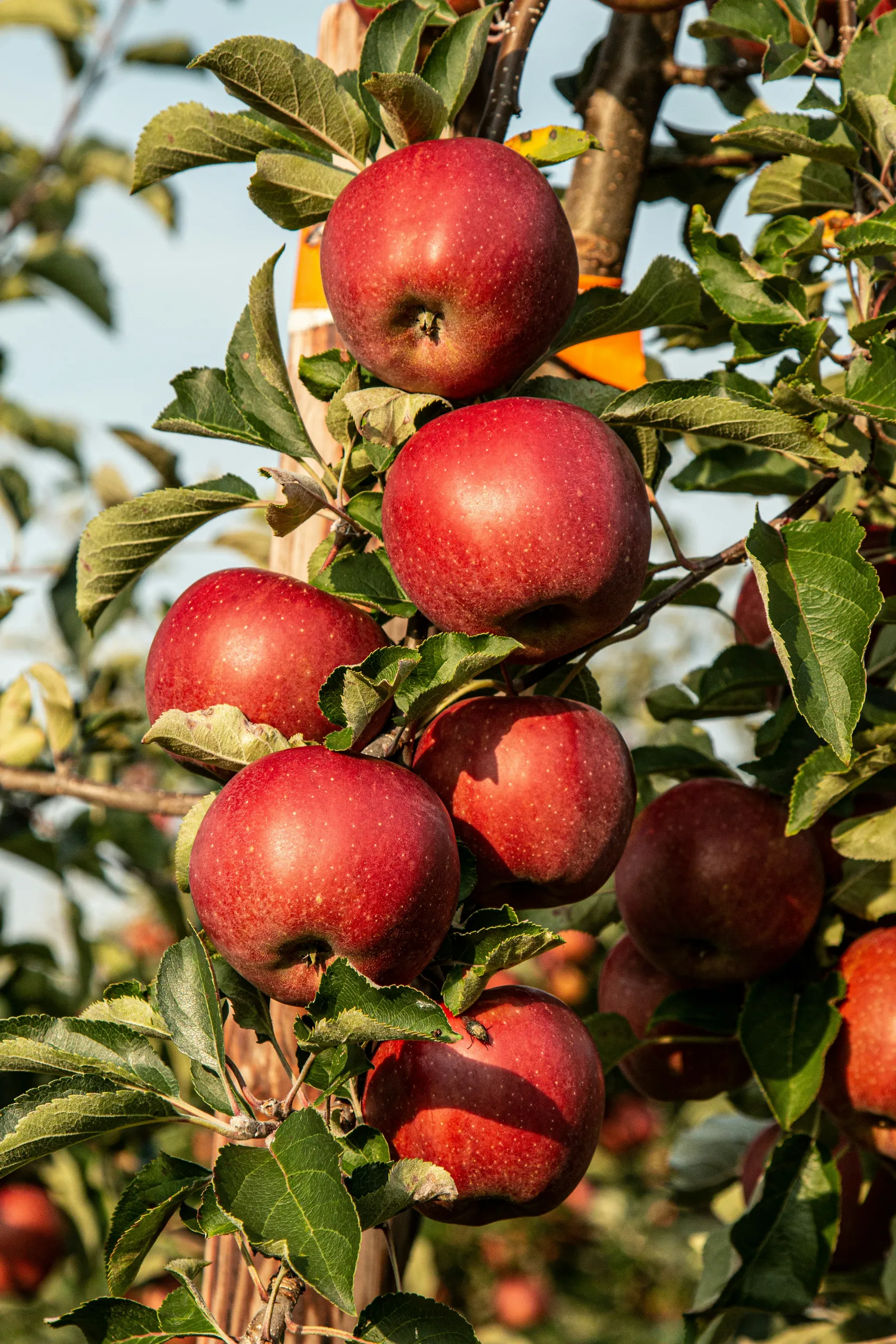 Árboles frutales en el huerto
